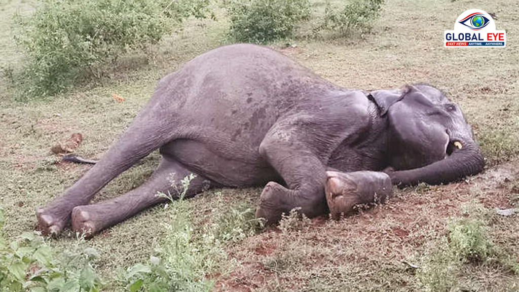 ஈரோடு: ஊருக்குள் புகுந்து சுற்றித்திரிந்த பெண் யானை உயிரிழப்பு – சோகத்தில் கிராம மக்கள்