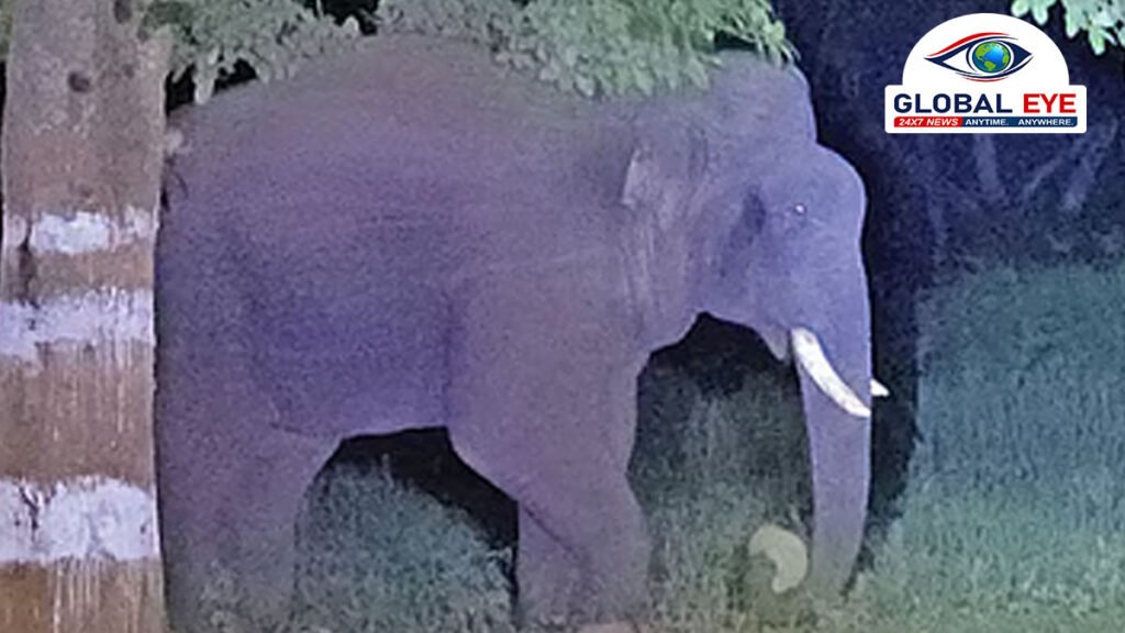 தாளவாடி அருகே கிராமத்திற்குள் புகுந்த ஒற்றை ஆனை: பயிர்களை நாசம் செய்ததால் பொதுமக்கள் அலறியடித்து ஓட்டம் – வனத்துறை தீவிர கண்காணிப்பு!