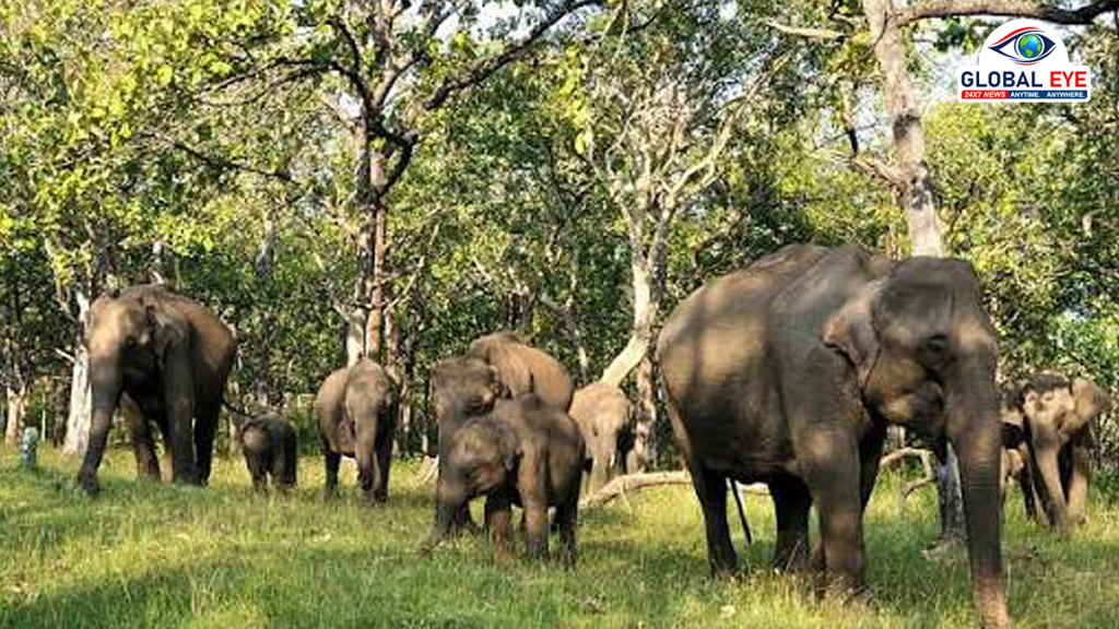 மேற்குத் தொடர்ச்சி மலையில் 11,934 யானைகள்: வனஉயிரின கணக்கெடுப்பில் மகிழ்ச்சித் தகவல்!